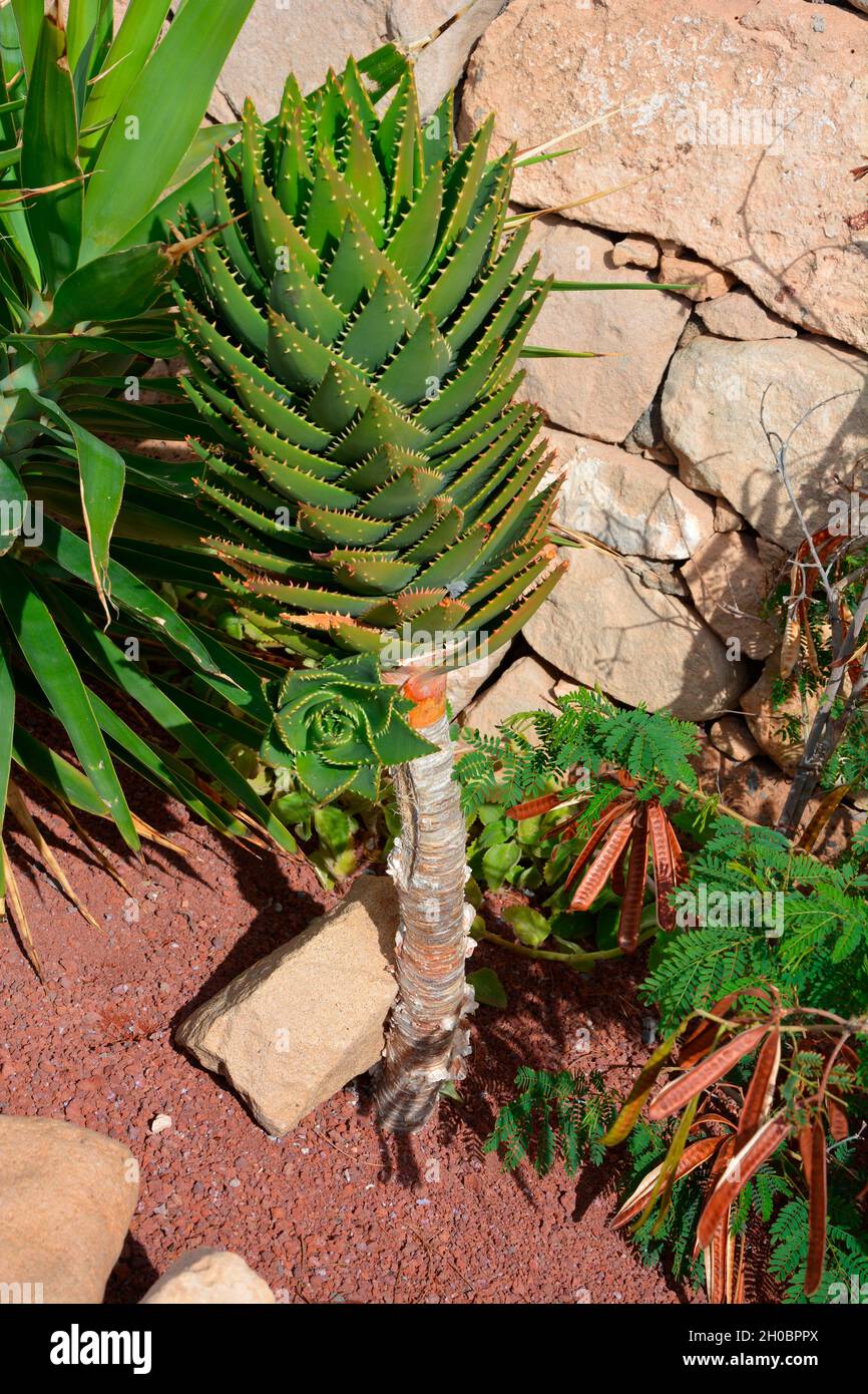 Short-Leaf Aloe (Aloe brevifolia), Lanzarote, Canary Islands Stock Photo