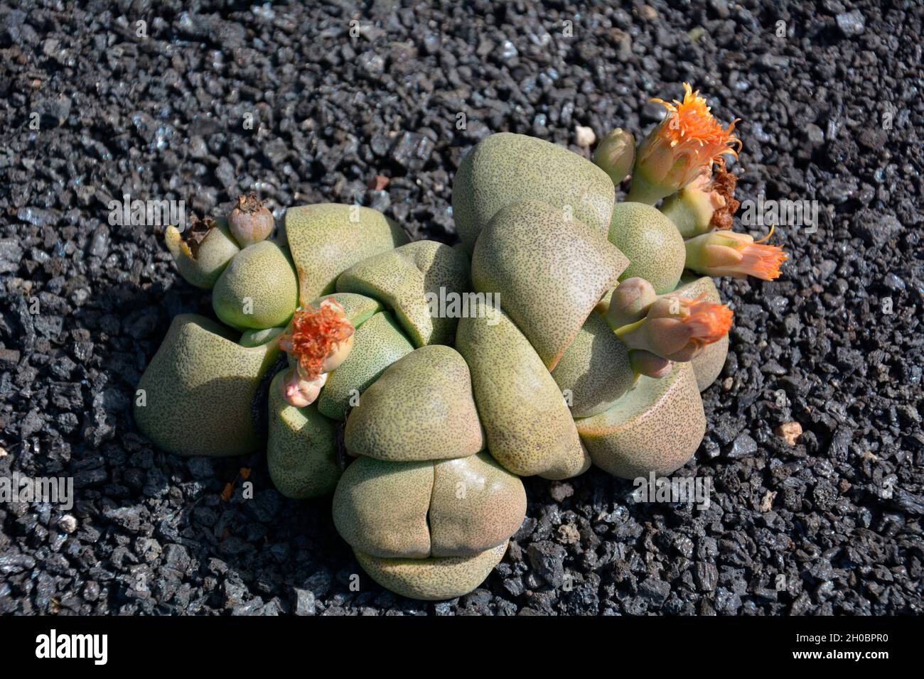 Split rock (Pleiospilos nelii) native to South Africa, Lanzarote, Canary Islands Stock Photo