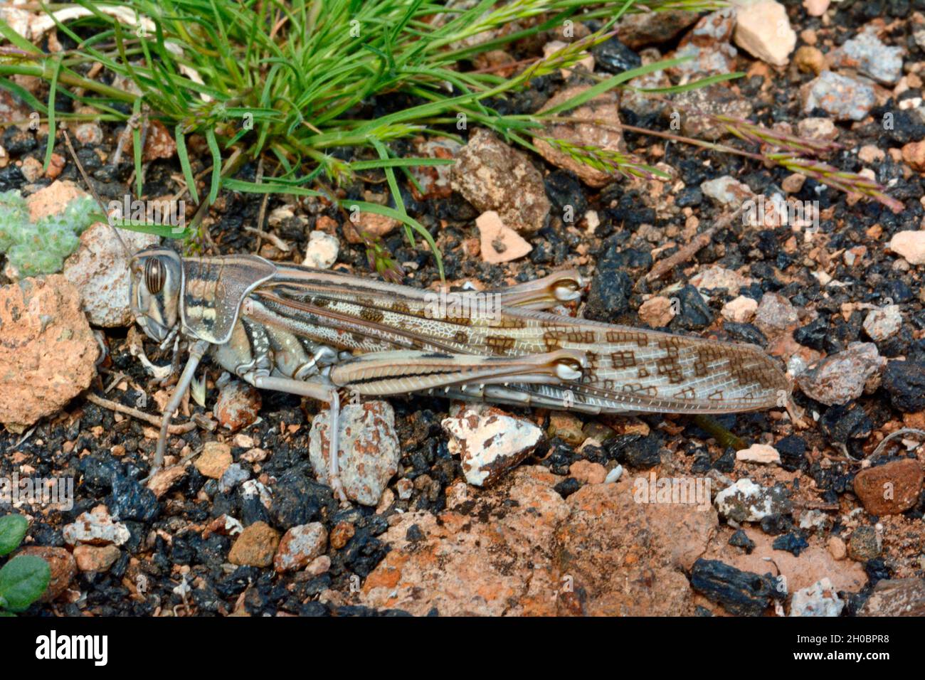 African locust (Locusta migratoria) on ground, Lanzarote, Canary Islands Stock Photo