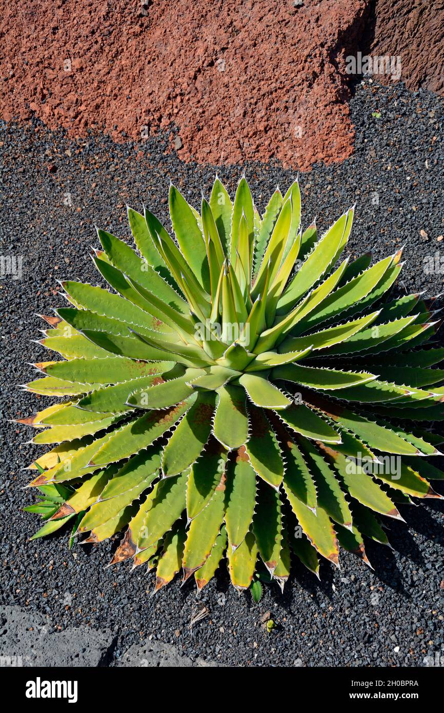 Shaw's Agave (Agave shawii) native California, Lanzarote, Canary Islands Stock Photo