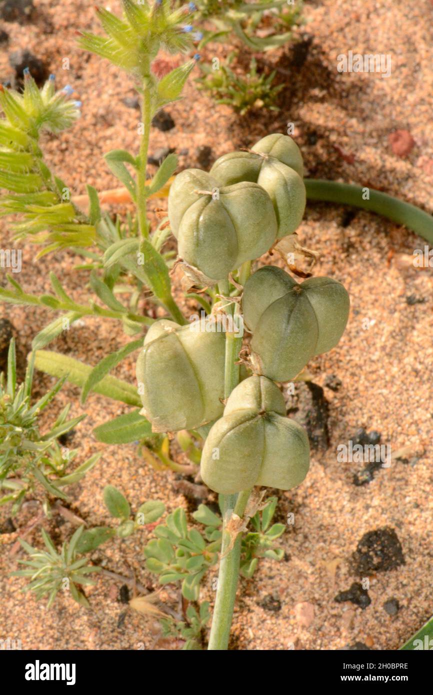 Summer asphodel (Asphodelus aestivus), El Jable, Lanzarote, Canary Islands Stock Photo