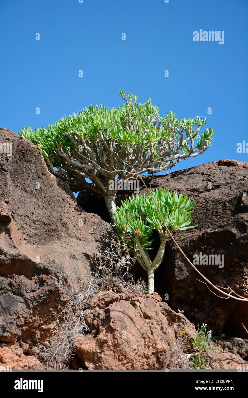 Berode (Kleinia neriifolia), Lanzarote, Canary Islands Stock Photo