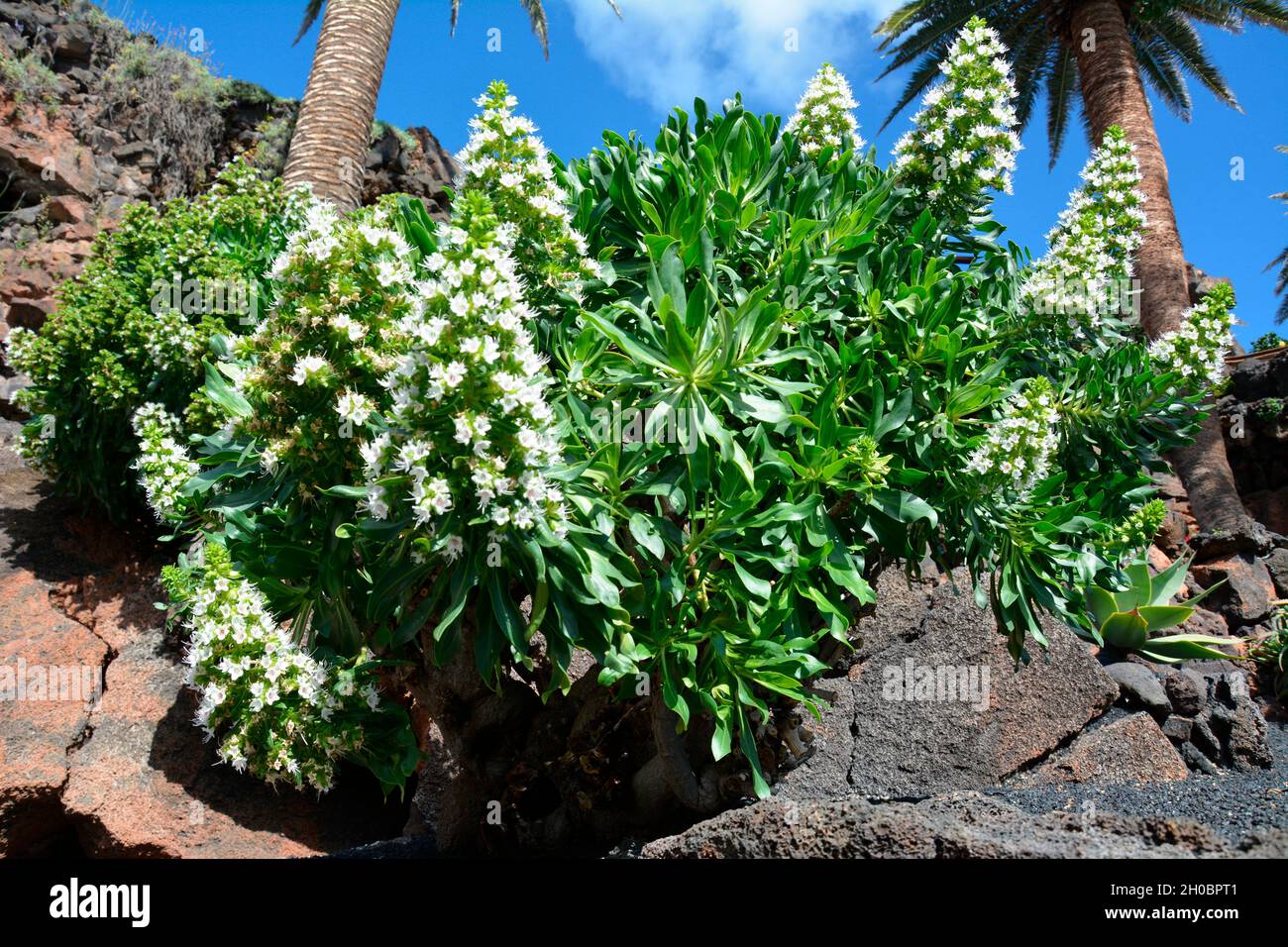 Famara Bugloss (Echium famarae) in bloom, Lanzarote, Canary Islands Stock Photo