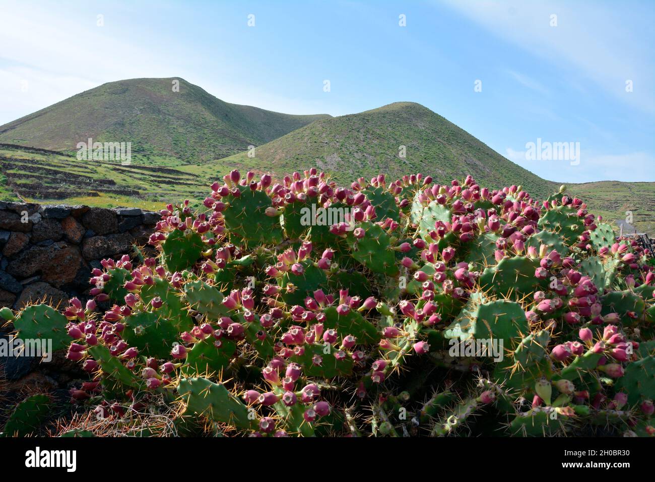 Prickly pear (Opuntia dillenii), Lanzarote, Canary Islands Stock Photo