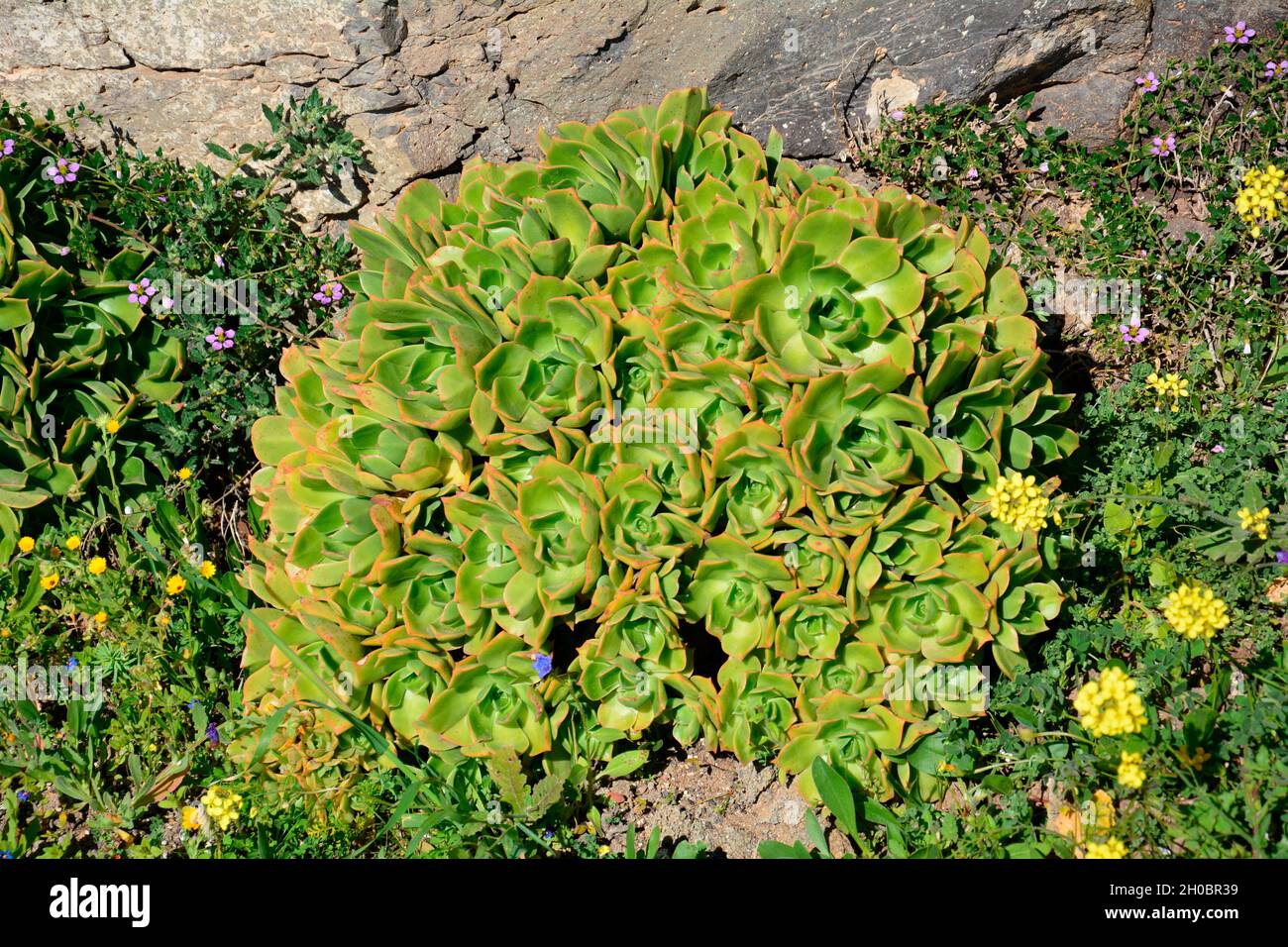 Lanzarote aeonium (Aeonium lancerottense) native to Lanzarote, Canary islands Stock Photo