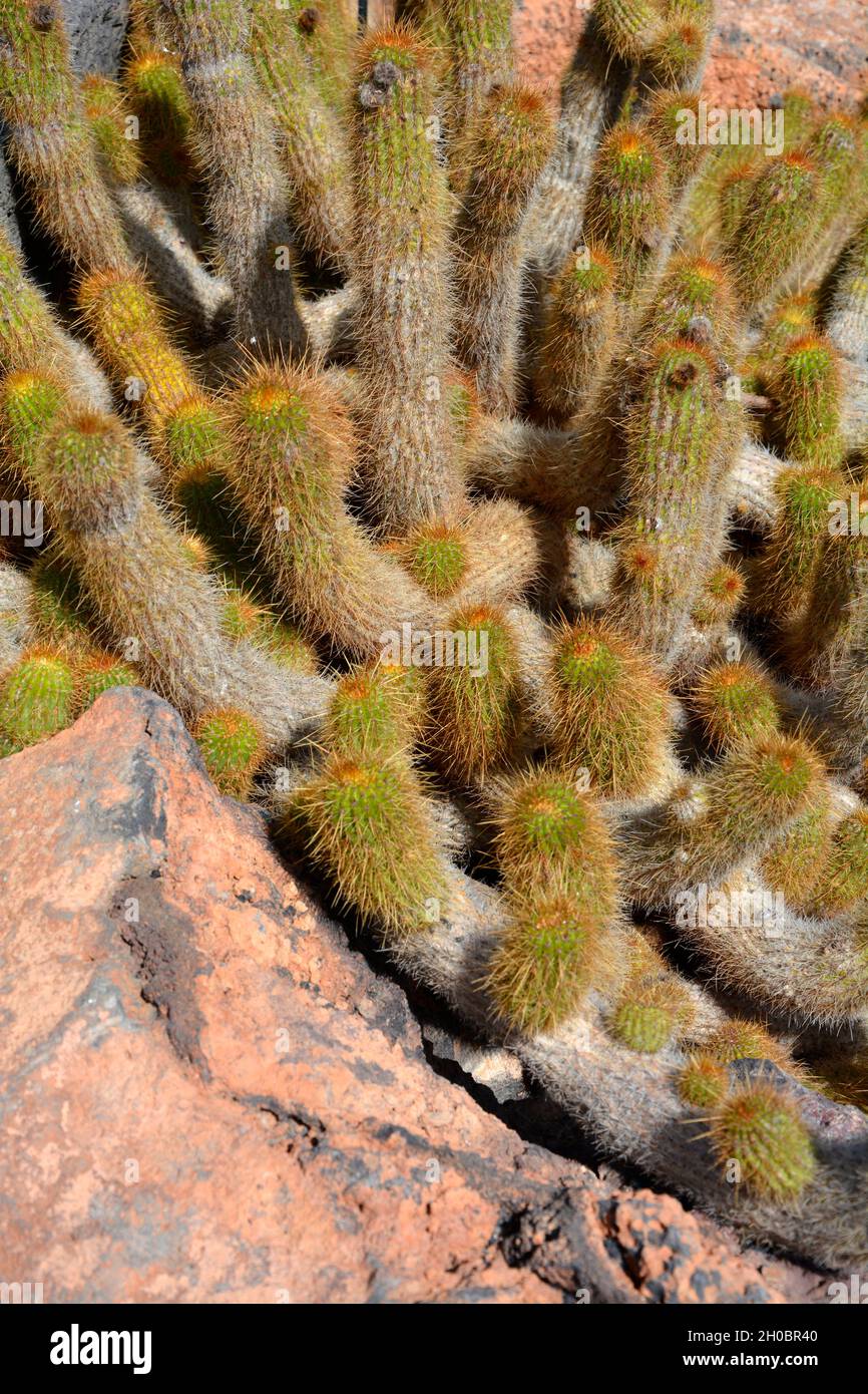 Cactus (Echinopsis huascha) , native to Argentina, Lanzarote, Canary Islands Stock Photo