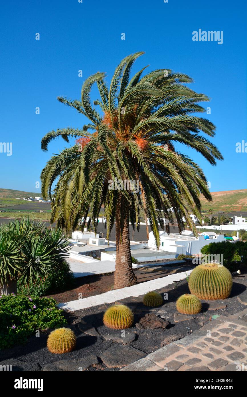 Barrel cactus (Echinocactus grusonii), native to Mexico, and Canary island date palm (Phoenix canariensis), Lanzarote, Canary Islands Stock Photo