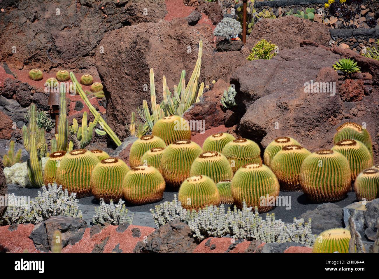 Endangered Cactus High Resolution Stock Photography and Images - Alamy