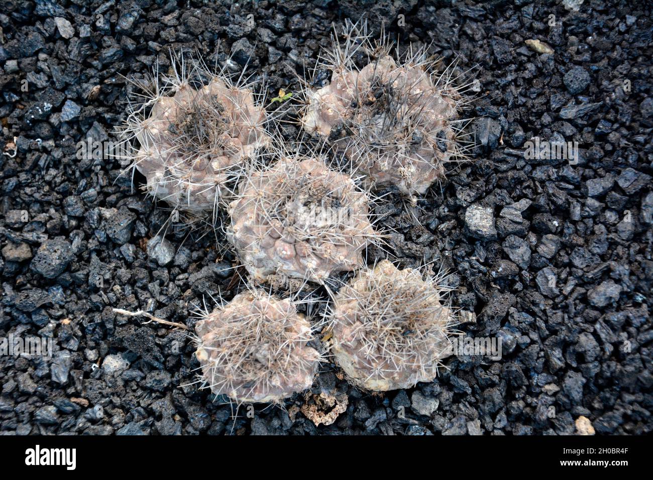 Cactus Chilenito (Eriosyce chilensis), native to Chile, Lanzarote, Canary Islands Stock Photo