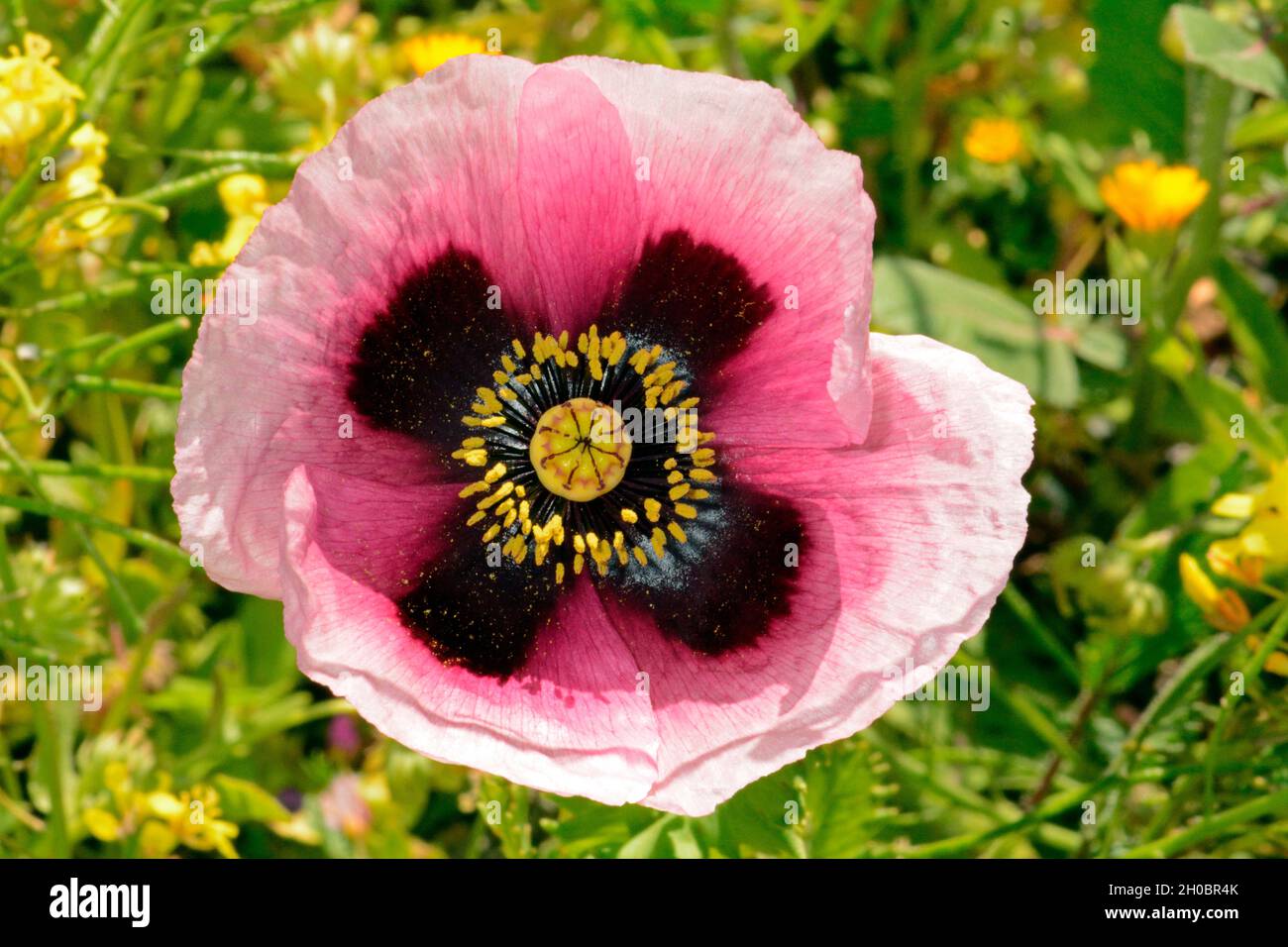 Opium poppy (Papaver somniferum) flower, Lazarote, Canary Islands Stock Photo