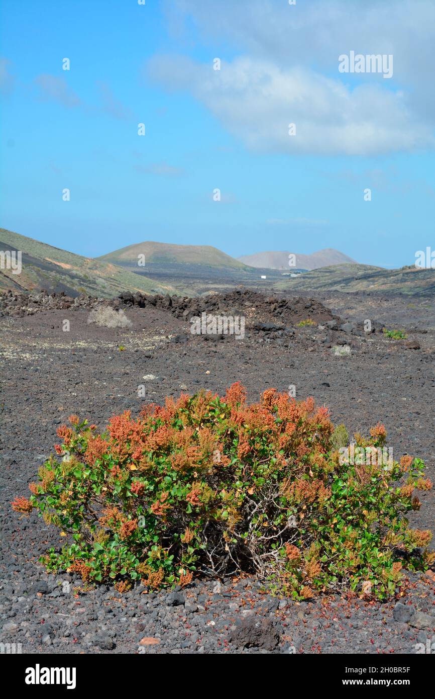 Canary Island Sorrel (Rumex lunaria), Lanzarote, Canary Islands Stock Photo