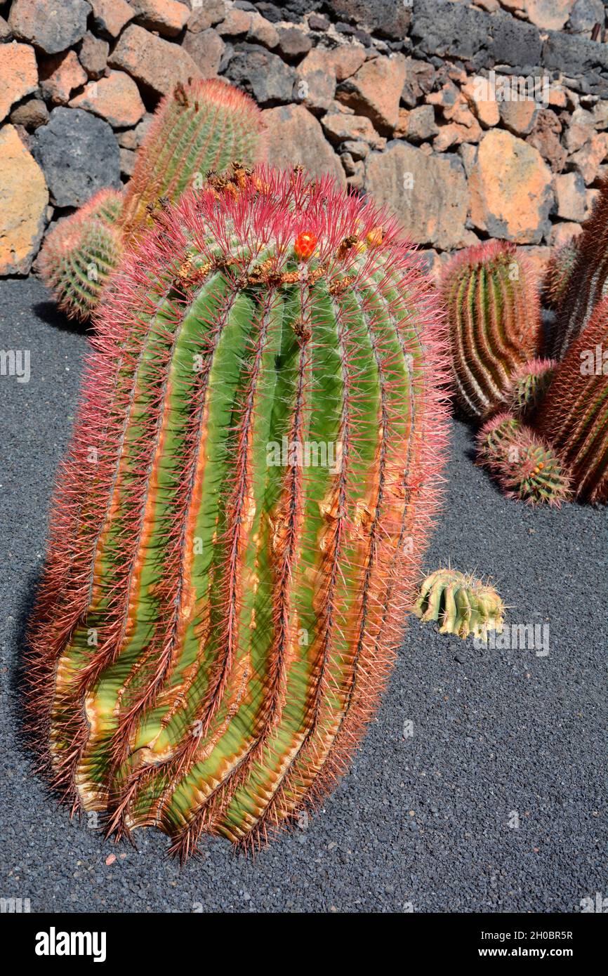 Baja Barrel cactus (Ferocactus peninsulae), native to Mexico, Lanzarote, Canary Islands Stock Photo