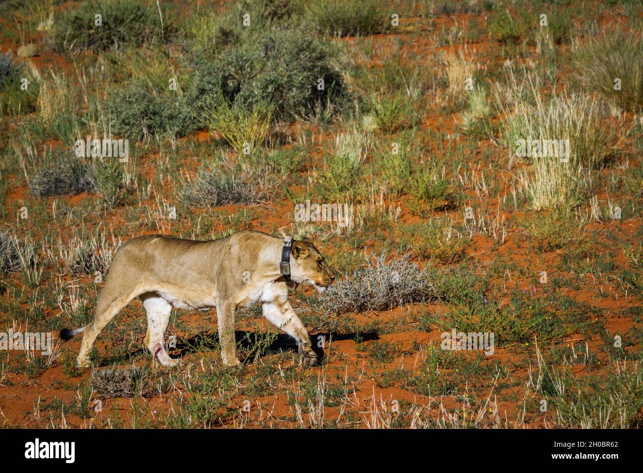 African lioness (Panthera leo) with tracking collar walking in Kgalagadi transfrontier park, South Africa Stock Photo