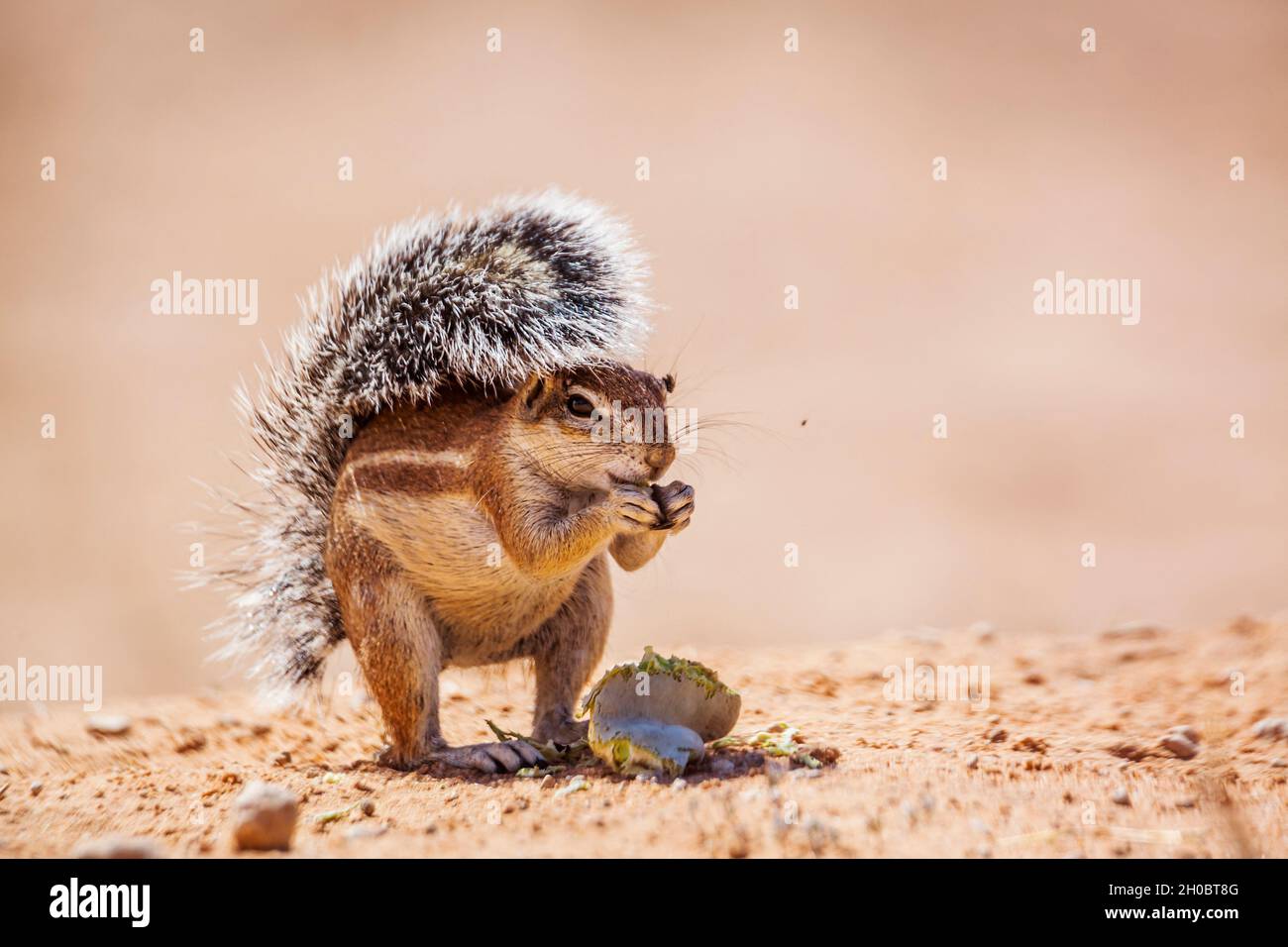 Cape ground squirrel (Xerus inauris) eating seed isolated in natural background in Kgalagadi transfrontier park, South Africa Stock Photo
