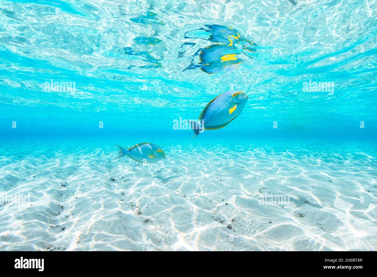 Eyestripe surgeonfish (Acanthurus dussumieri) below the surface in the lagoon, Mayotte Stock Photo