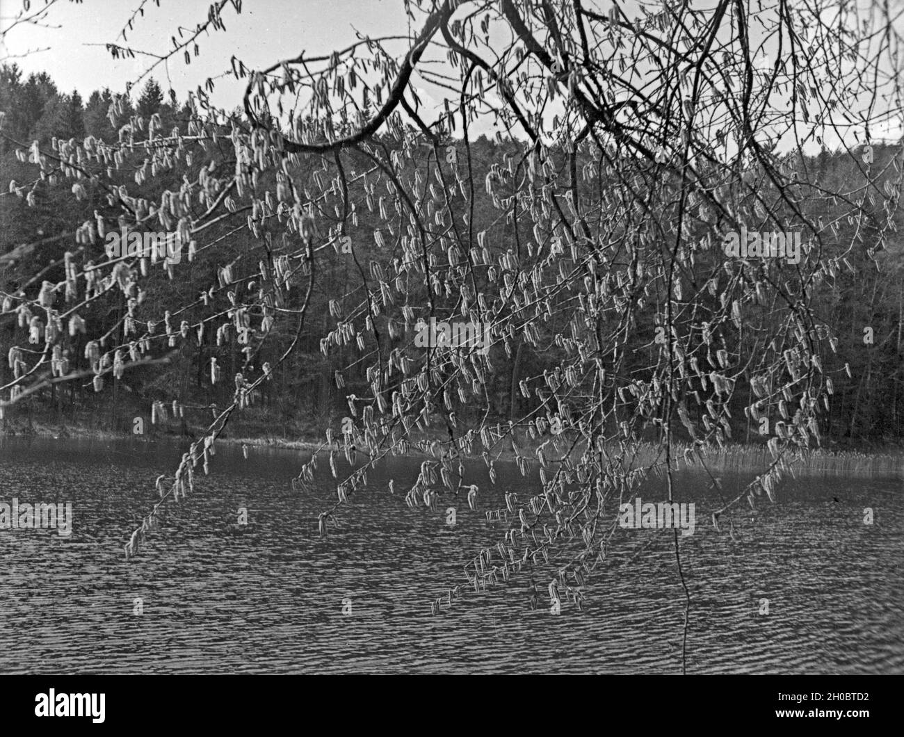 Weidenkätzchen an einem See in Masuren, Ostpreußen 1930er Jahre. Willow catkins at a lake in Masuria, East Prussia, 1930s. Stock Photo