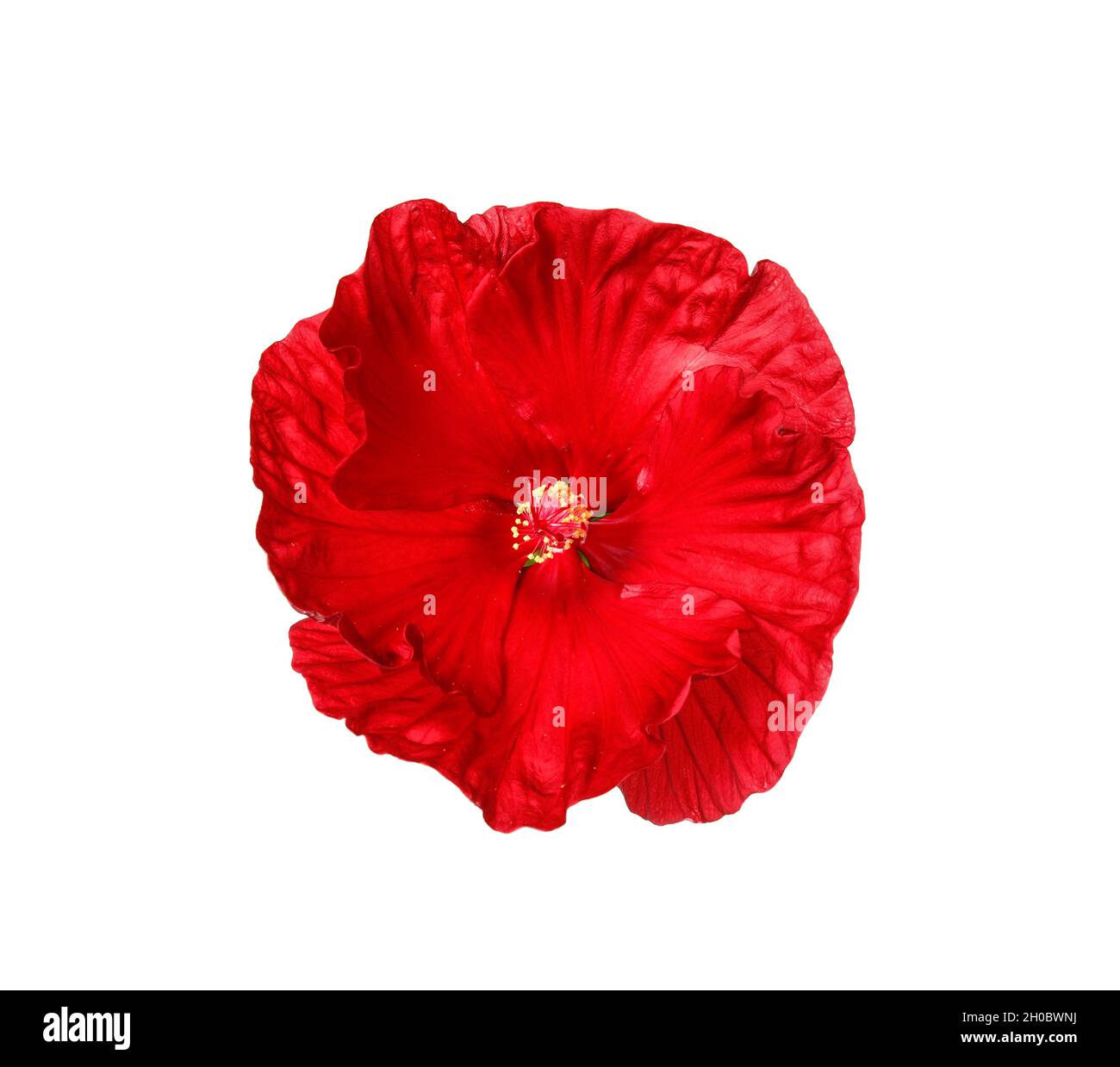 Beautiful red hibiscus flower on white background Stock Photo - Alamy