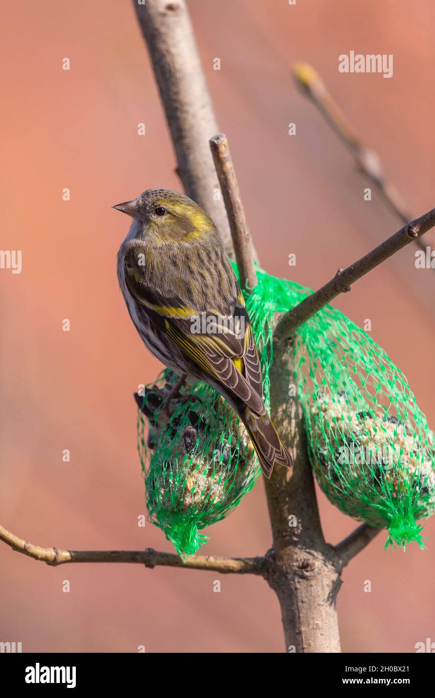 Siskin (Spinus spinus), Adult female, eats seeds included in a ball of fat, Winter feeding, Obernai, Alsace, France Stock Photo