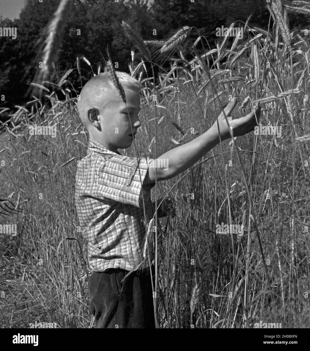 Ein Junge steht in einem Kornfeld in Westfalen, Deutschland 1930er Jahre. A boy standing in a cornfield in Westphalia, Germany 1930s. Stock Photo