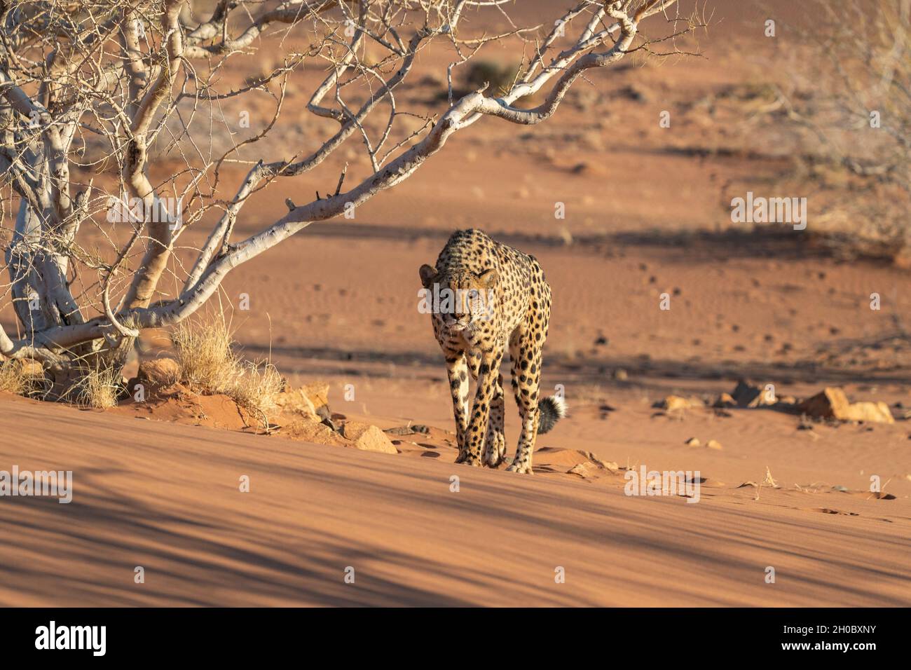 Cheetah (Acinonyx jubatus), captive, Private reserve, Namibia, Africa Stock Photo