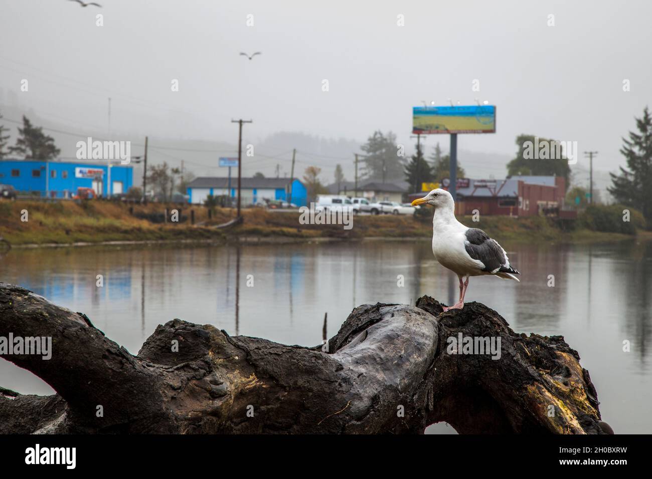 Seagull standing on driftwood, in the Neawanna Creek, Seaside, Oregon Stock Photo