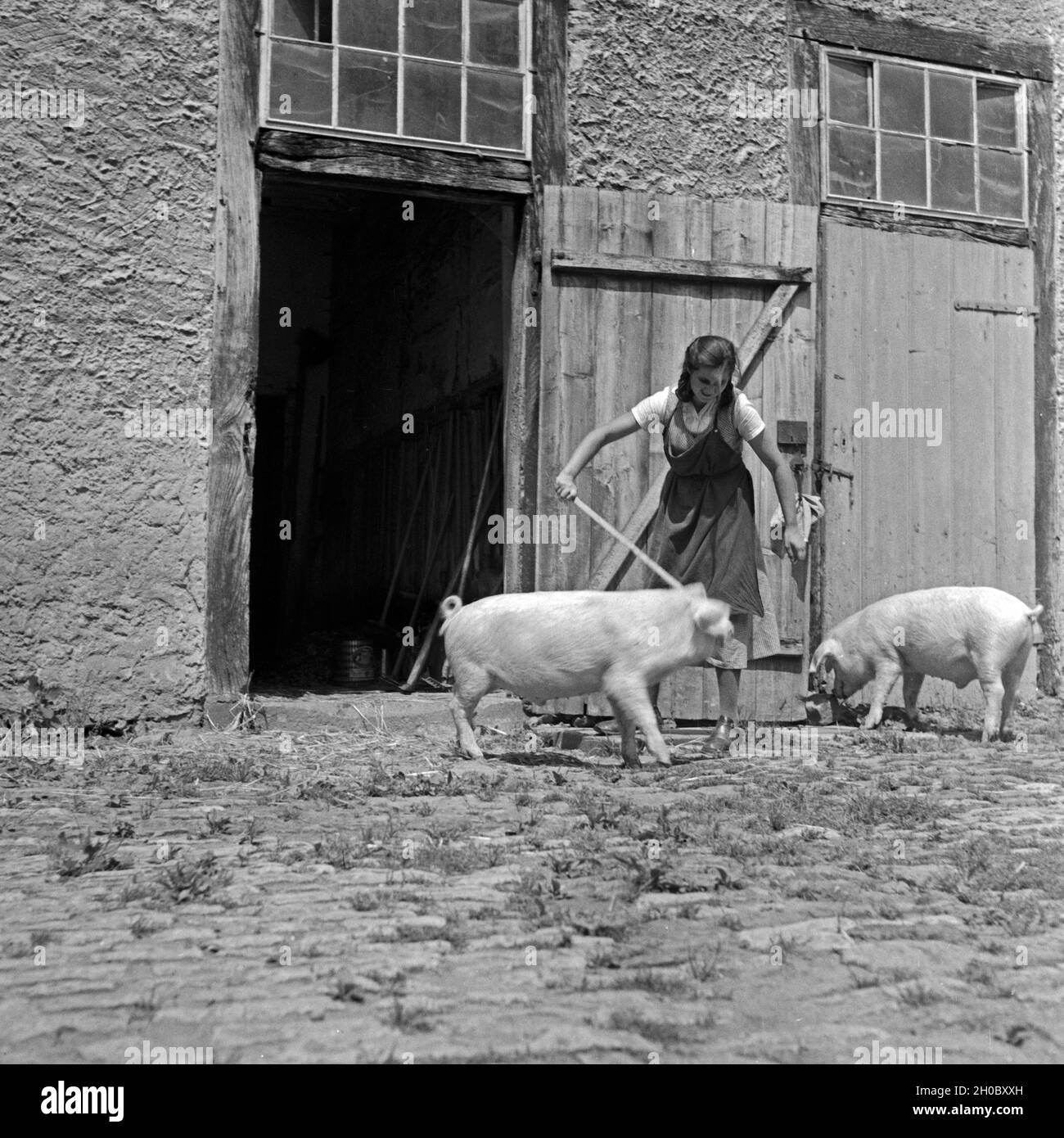 Ein BdM Mädel als Landhelfer bei Bauern in der Gegend von Polle an der Weser, hier beim Versorgen der Schweine, Deutschland 1930er Jahre. A BdM girl as support for local farmers near Polle, here herding the pigs, Germany 1930s. Stock Photo