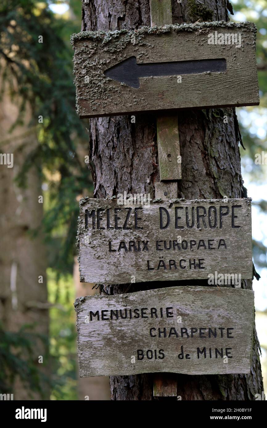 Sign on a trunk, European larch (Larix europaea), Bernstein national forest, place called Schuhlwaldplatz, Dambach-la-Ville, Bas-Rhin, France Stock Photo