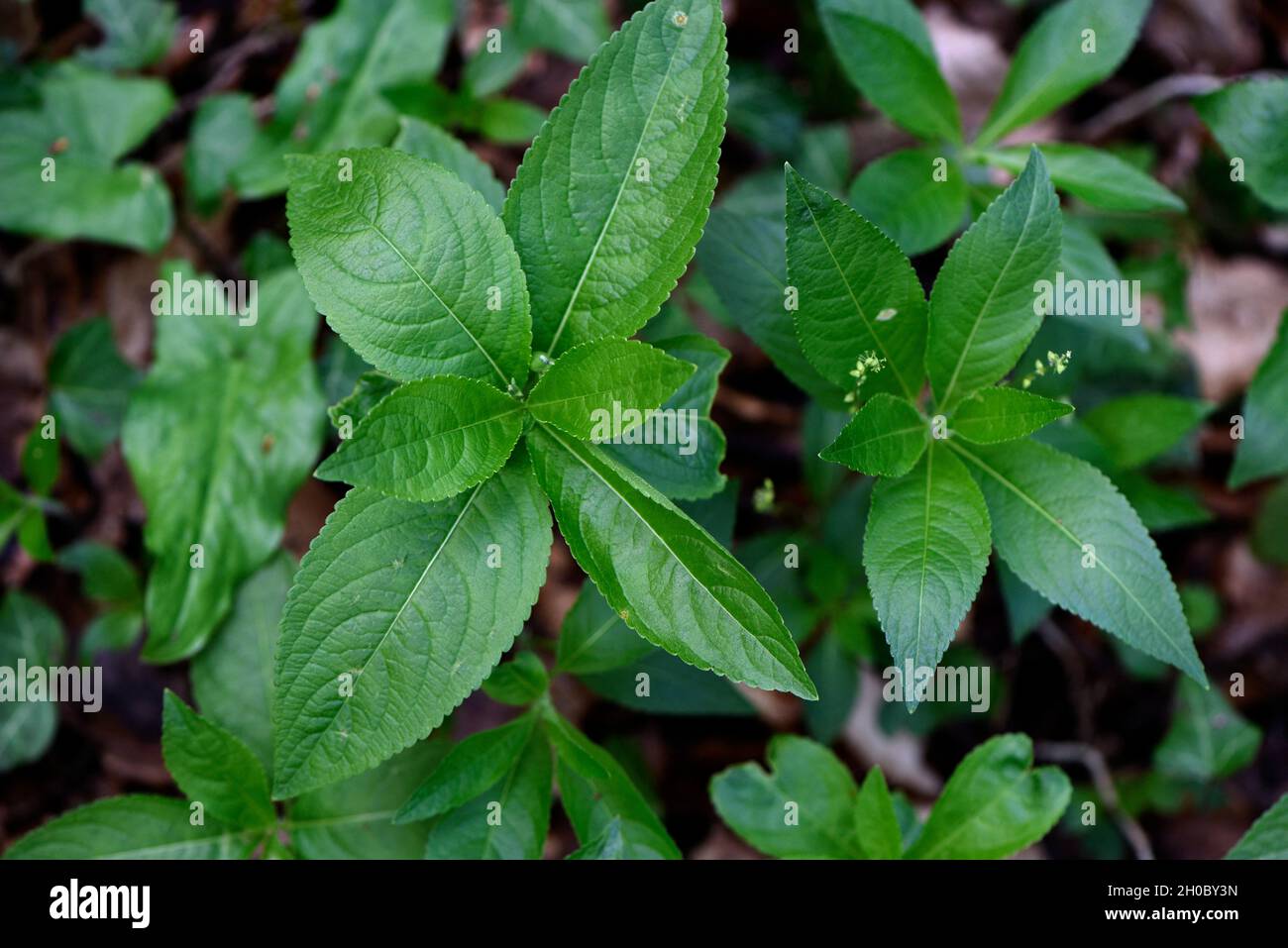 Are Pea Plants Toxic To Dogs
