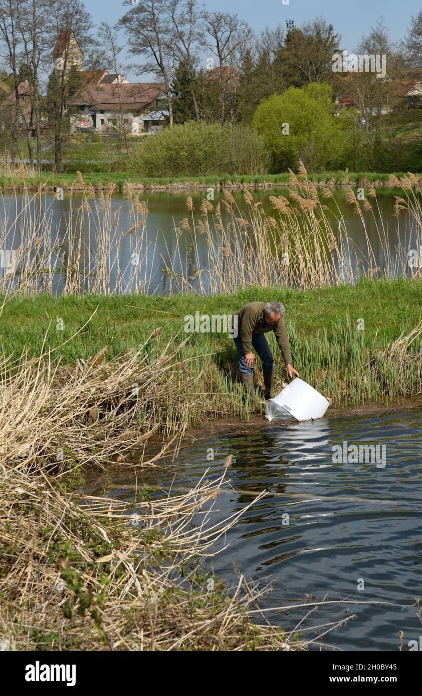 Pike (Esox lucius), 14-day-old fry, ponding, 20,000 fry per bag, Philippe Courtot fish farm, Vellescot, Territoire de Belfort, France Stock Photo