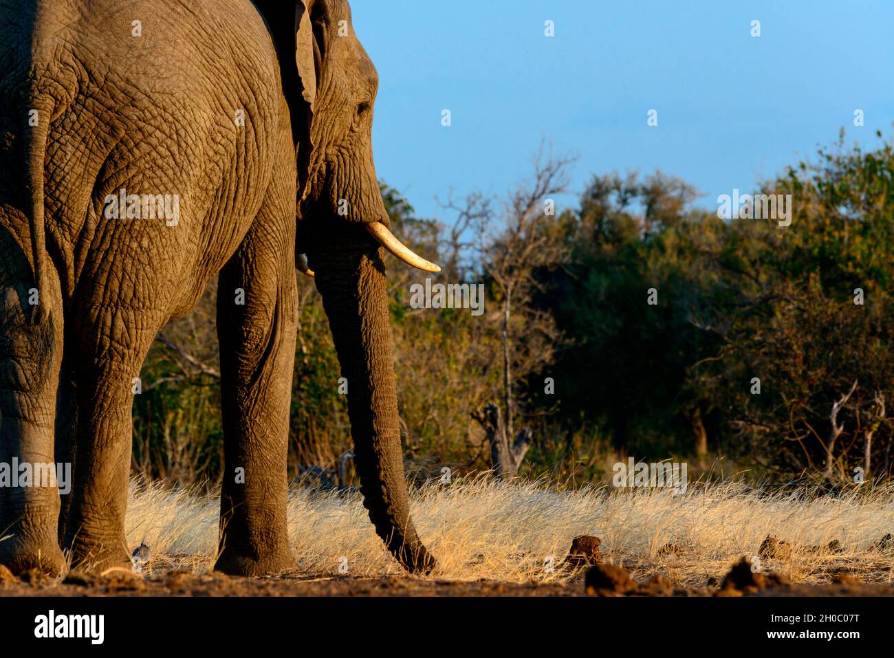 African bush elephant (Loxodonta africana). Mashatu Game Reserve. Northern Tuli Game Reserve. Botswana Stock Photo