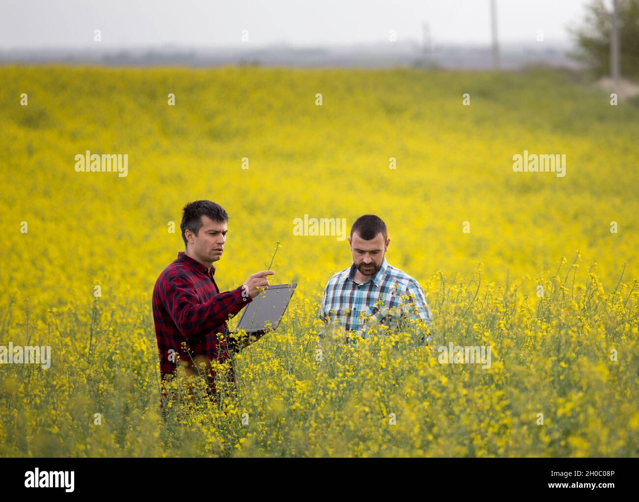 Two farmers with laptop standing in rapeseed field and examining ...