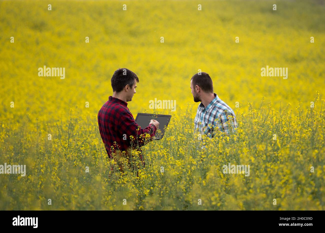 Two farmers with laptop standing in rapeseed field and examining ...