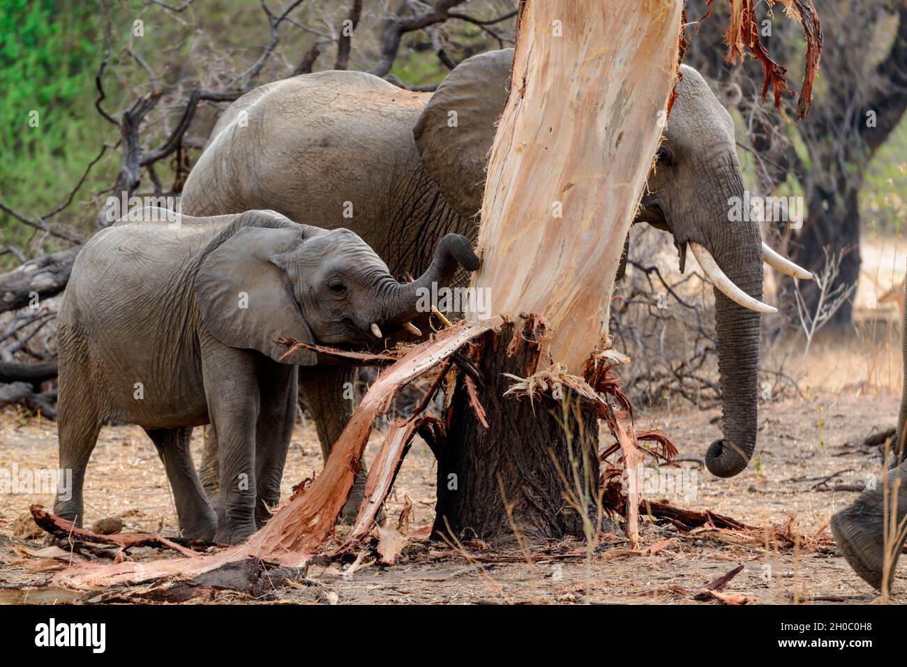 Stripping tree bark hires stock photography and images Alamy