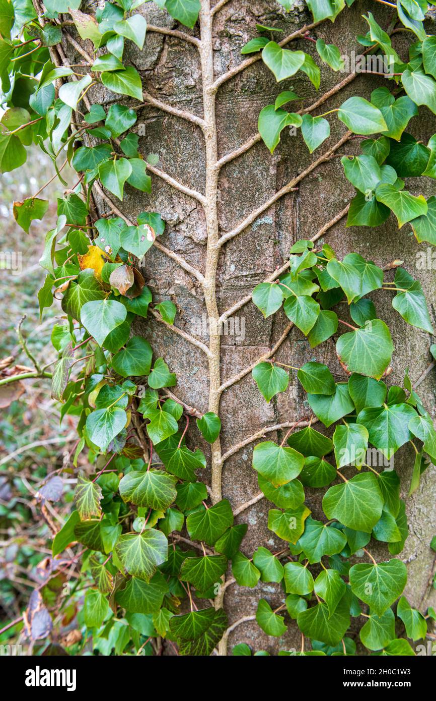 English ivy (Hedera helix) on European ash (Fraxinus excelsior) trunk, france Stock Photo