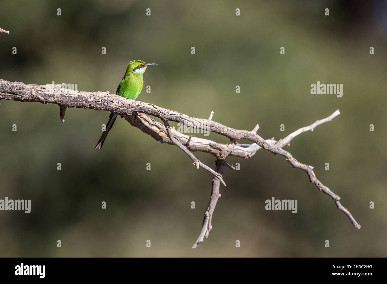 Swallow tailed Bee eater (Merops hirundineus) standing on a branch isolated in natural background in Kgalagadi transfrontier park, South Africa Stock Photo