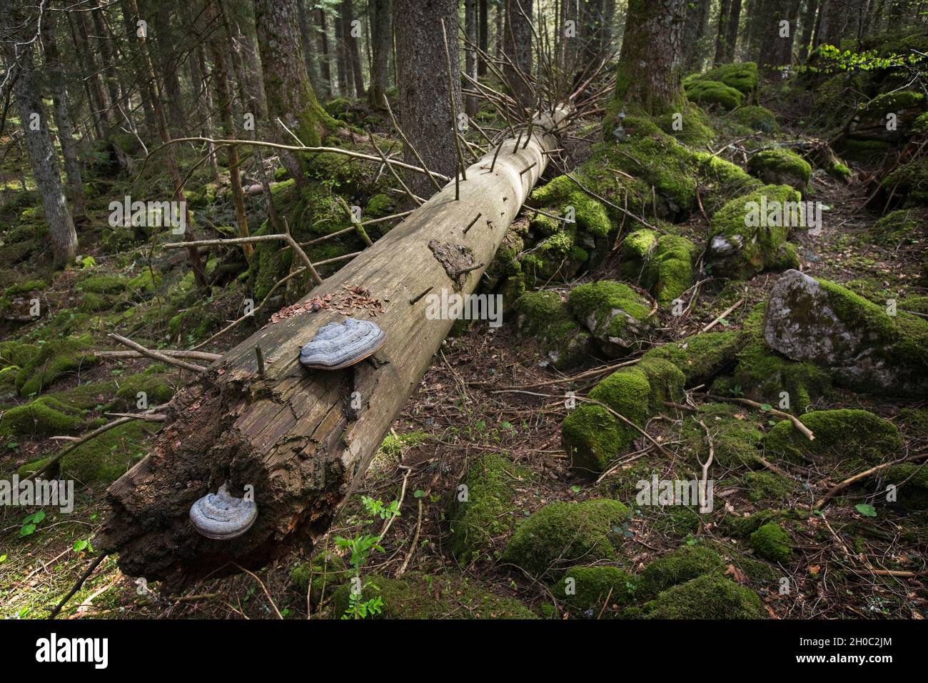 Red Banded Polypore (Fomitopsis pinicola) on a dead spruce tree in the undergrowth of a mossy forest, Jura, France. Stock Photo