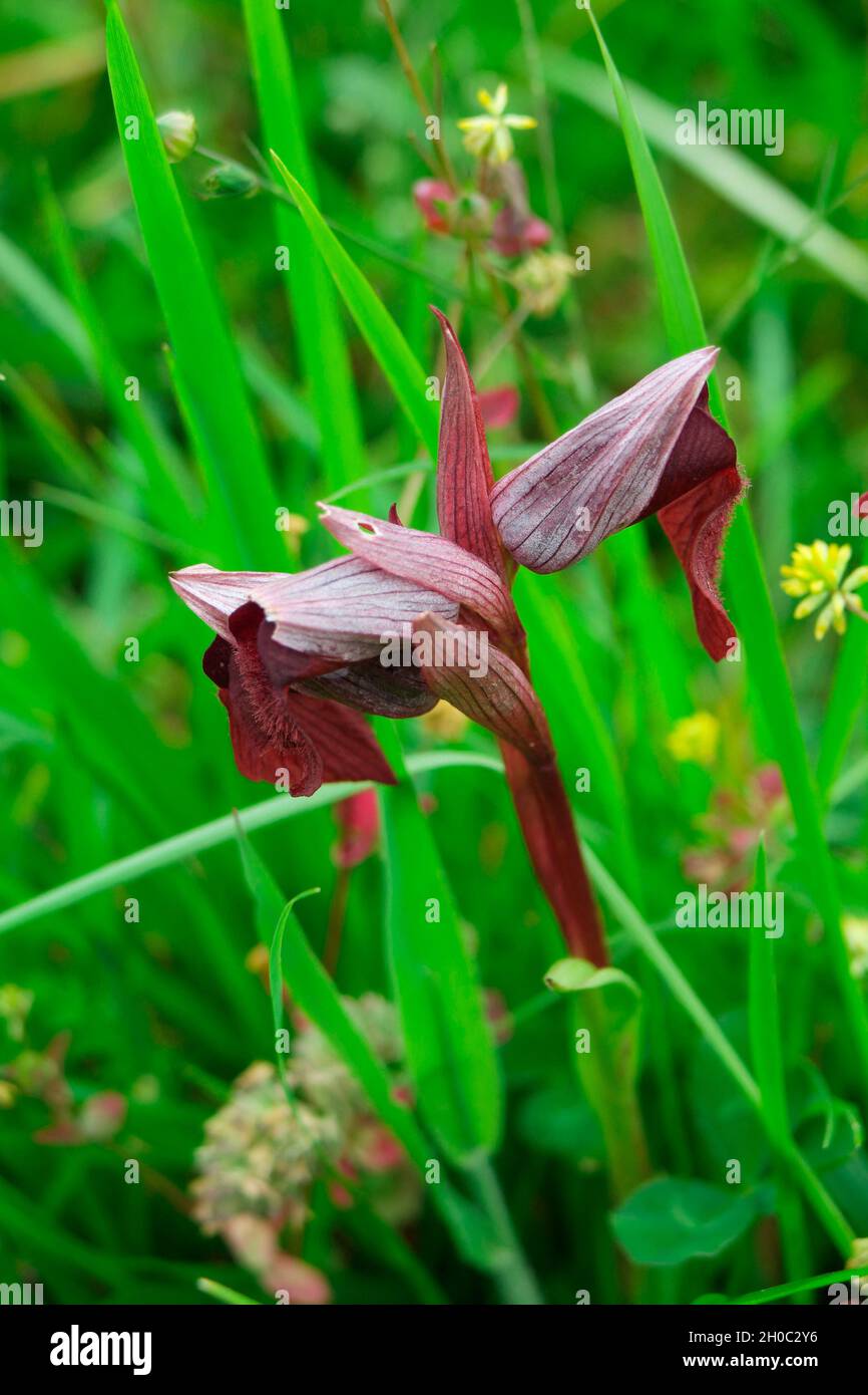Heart-flowered Serapias (Serapias cordigera) slower, Spain Stock Photo