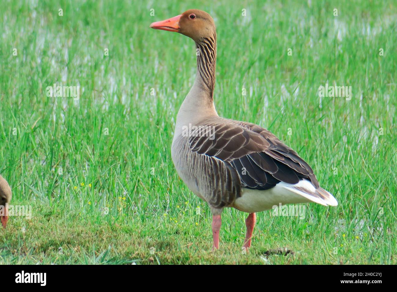 Greylag goose (Anser anser) in the grass, Europe Stock Photo