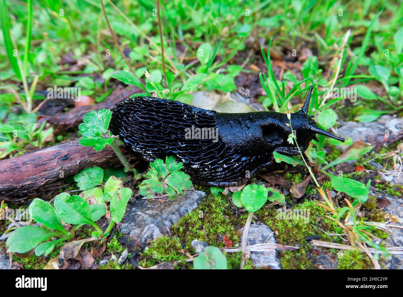 Black slug (Arion ater), Europe Stock Photo