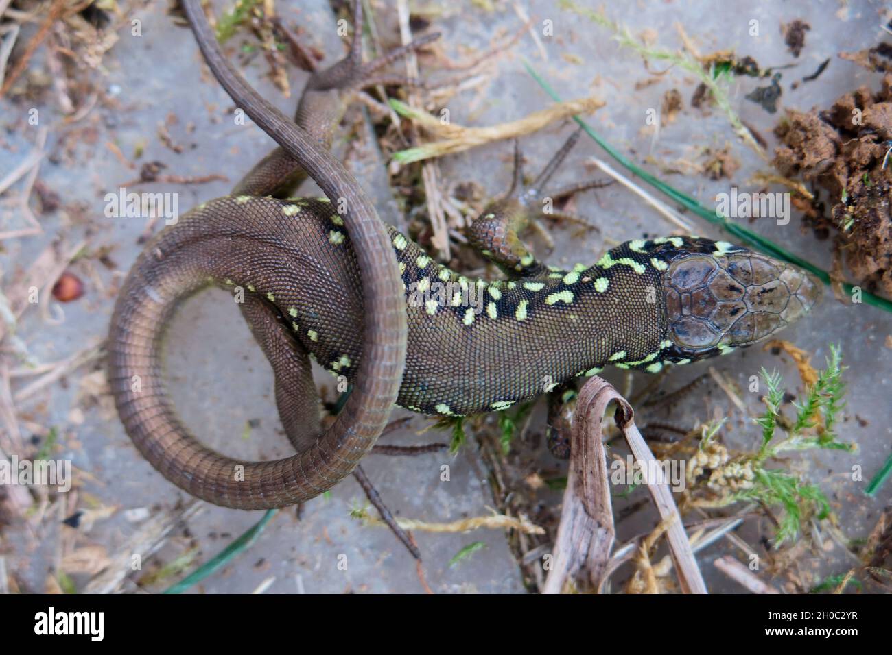 Schreiber's Green Lizard (Lacerta schreiberi), Asturias, Spain Stock Photo