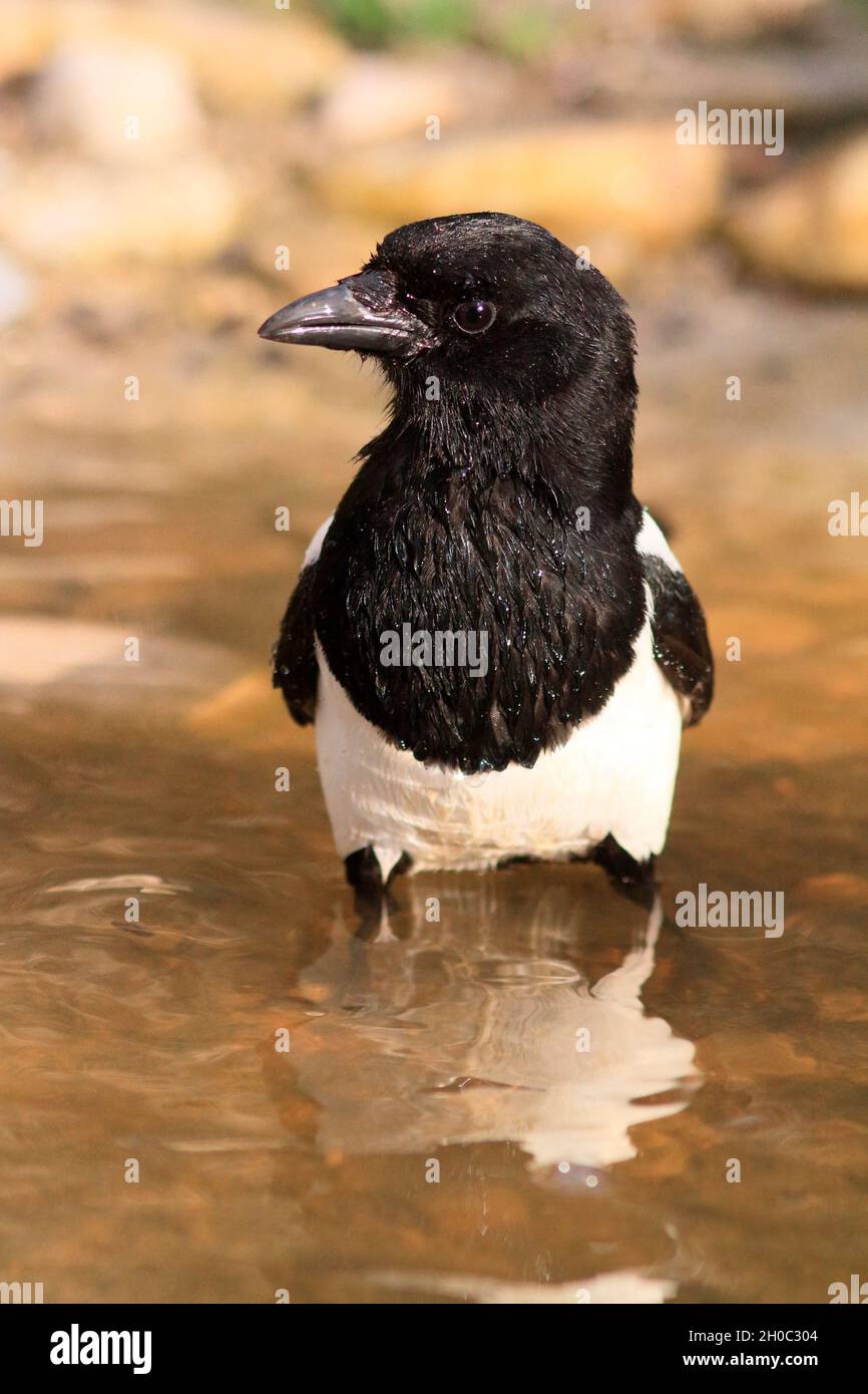 Black-billed Magpie (Pica pica) in water, France Stock Photo