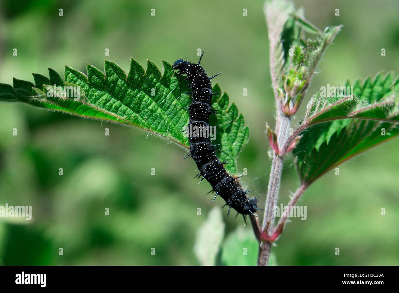 Camberwell Beauty (Aglais io), caterpillar on nettle (Urtica sp), Europe Stock Photo