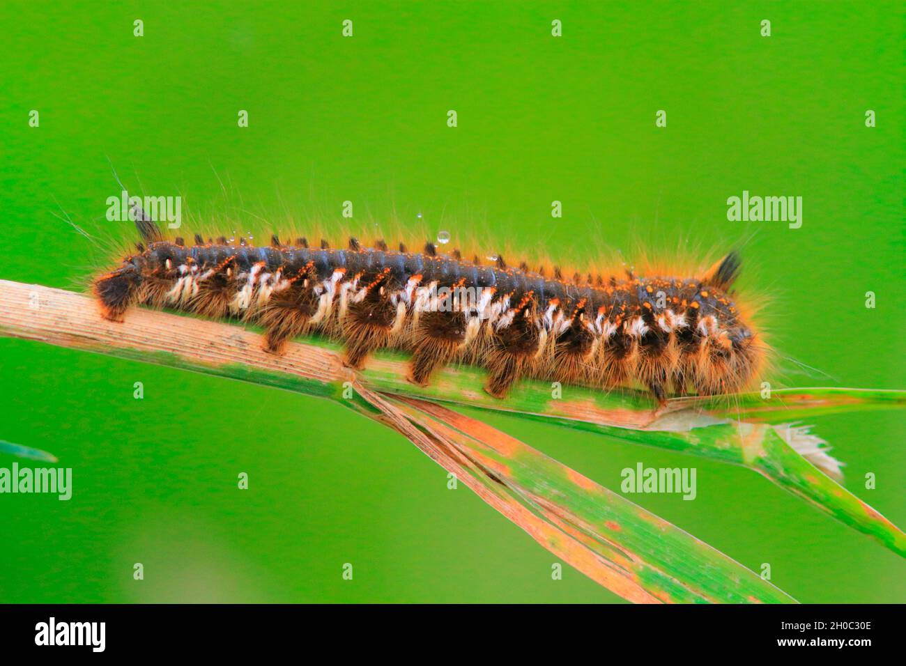 Drinker moth (Euthrix potatoria) caterpillar Stock Photo