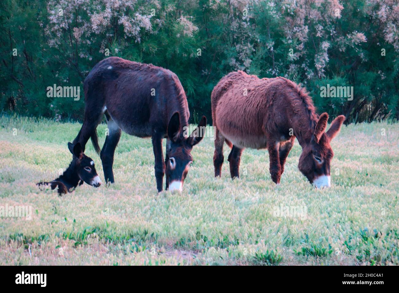 Donkeys (Equus asinus) grazing and young, Europe Stock Photo