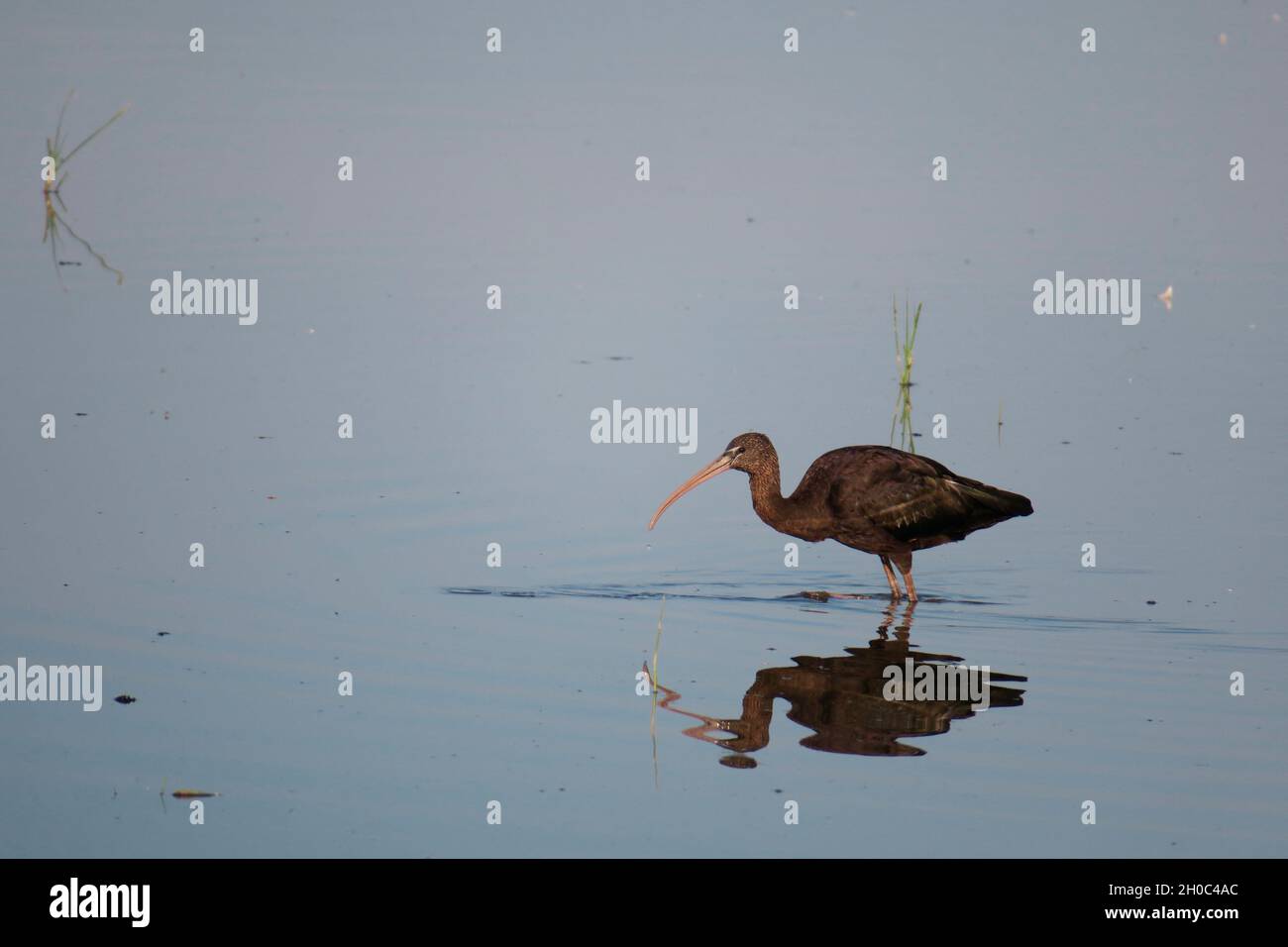 Glossy ibis (Plegadis falcinellus) in water, Europe Stock Photo