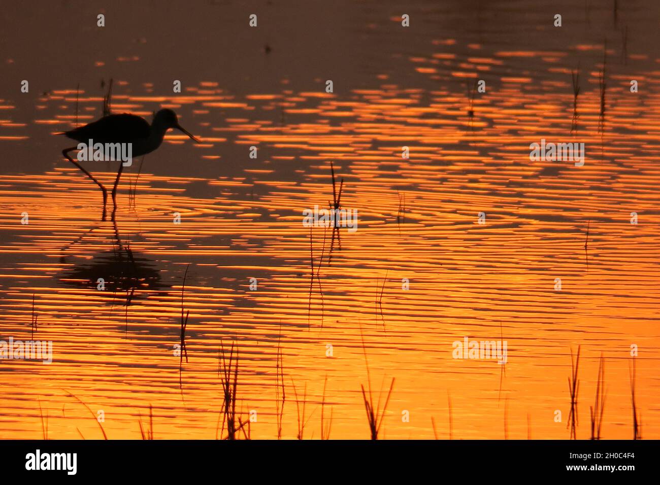 Black-winged Stilt (Himantopus himantopus) in water at dawn, Europe Stock Photo