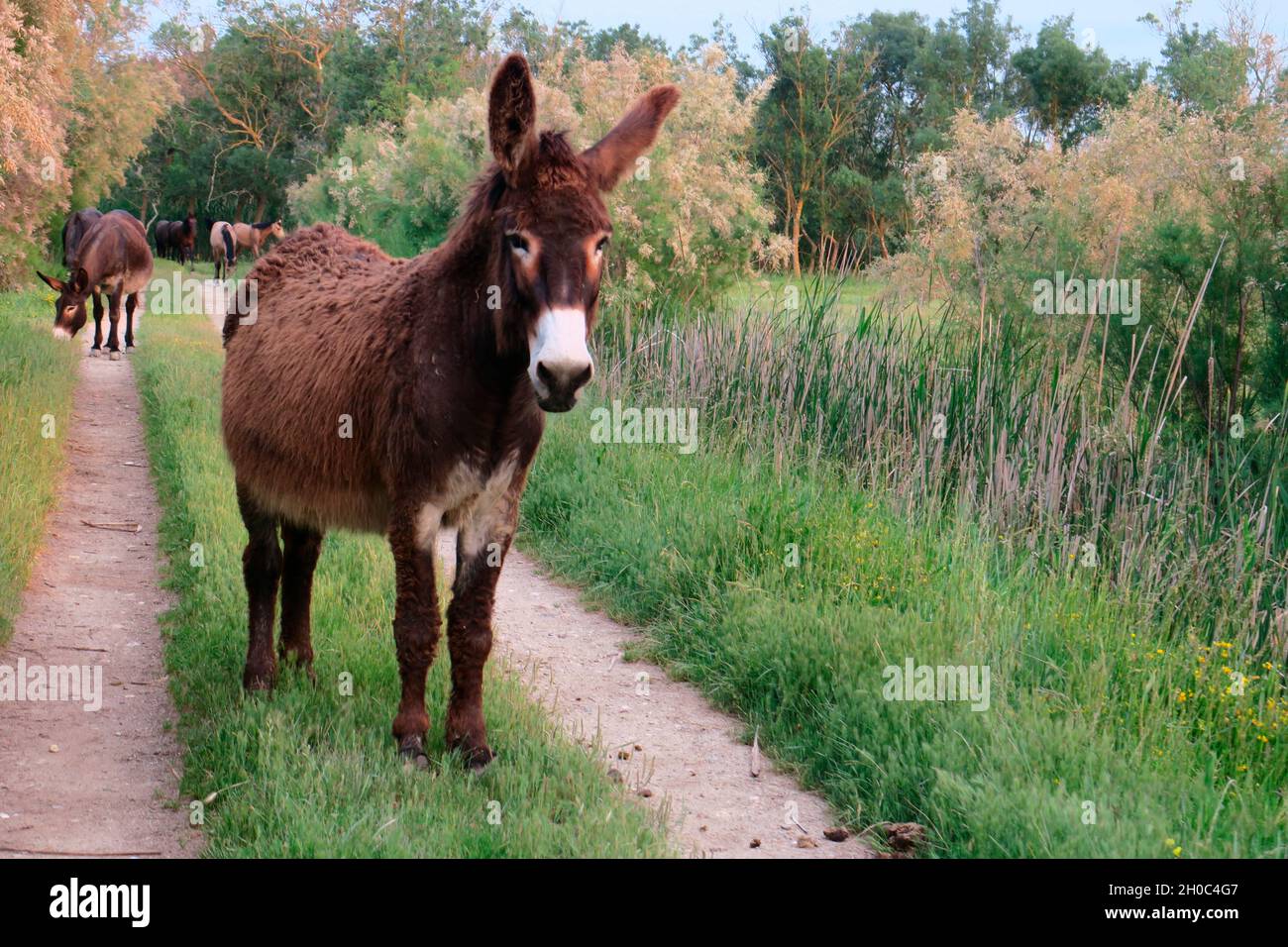 Donkeys (Equus asinus) on a path, Europe Stock Photo