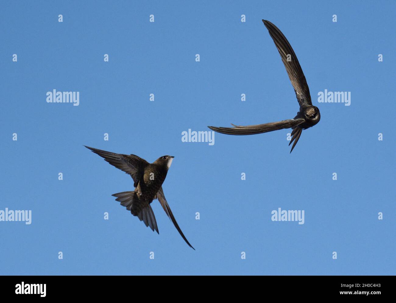 Common Swift (Apus apus) pair in flight, Vosges du Nord Regional Nature ...