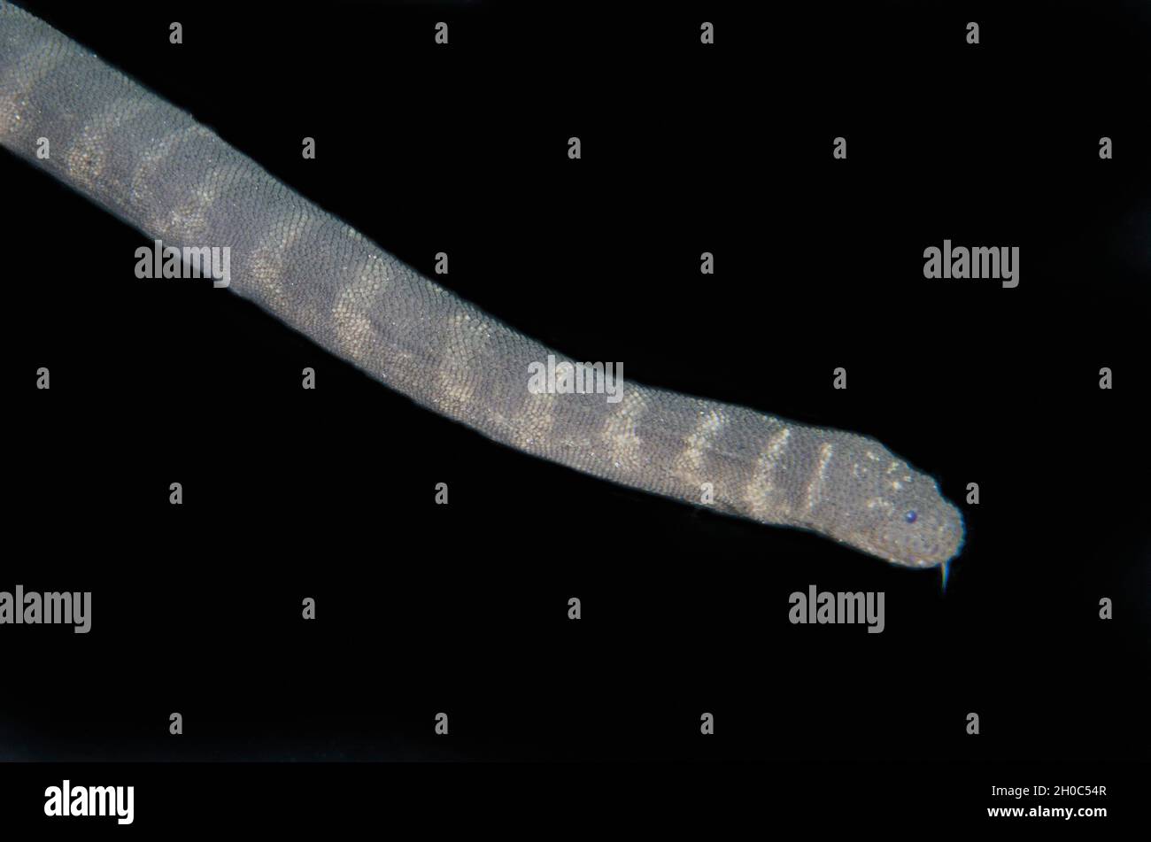 Marine File Snake (Acrochordus granulatus), nocturnal, non-venomous piscivore that kills by constriction, Secret Bay dive site, Gilimanuk, Jembrana Re Stock Photo