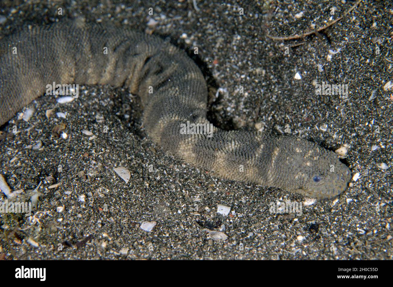 Marine File Snake (Acrochordus granulatus), nocturnal, non-venomous piscivore that kills by constriction, Secret Bay dive site, Gilimanuk, Jembrana Re Stock Photo